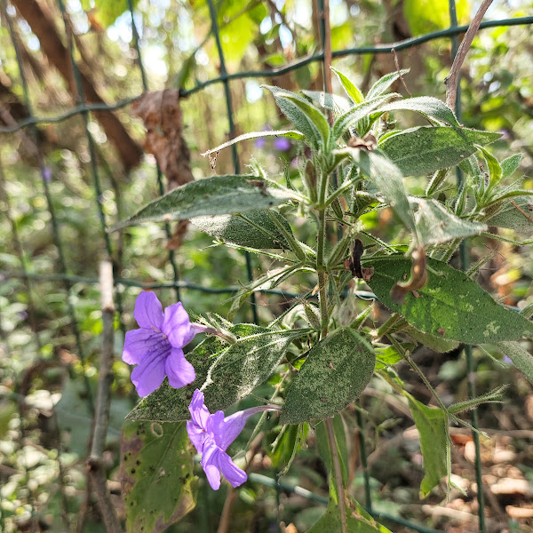 Folhas e flores da ruélia.