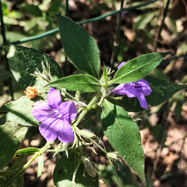 Folhas e flores da ruélia.