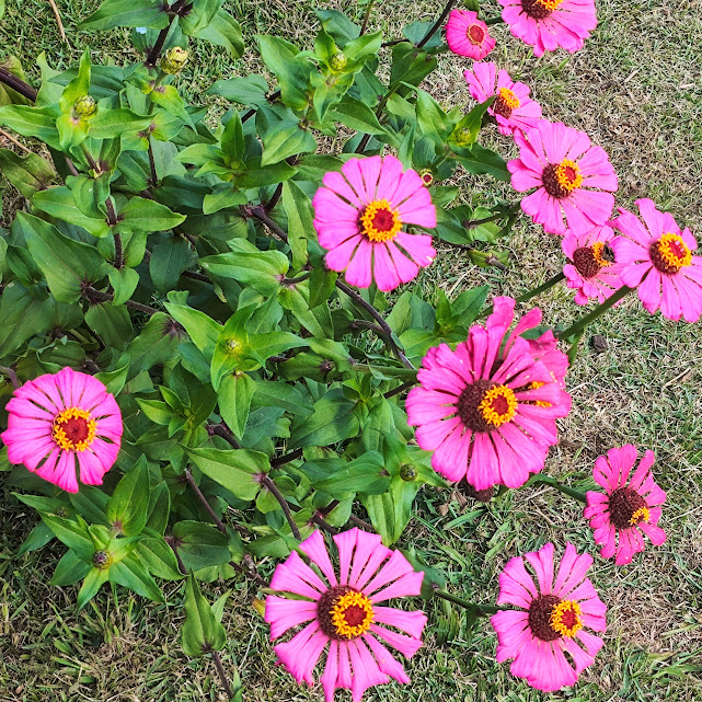 Flores e folhas do capitão.