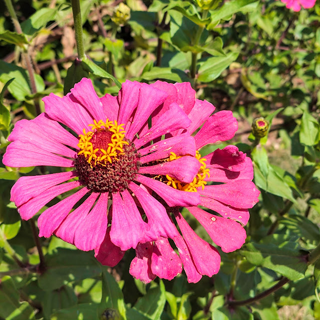 Flores do capitão.