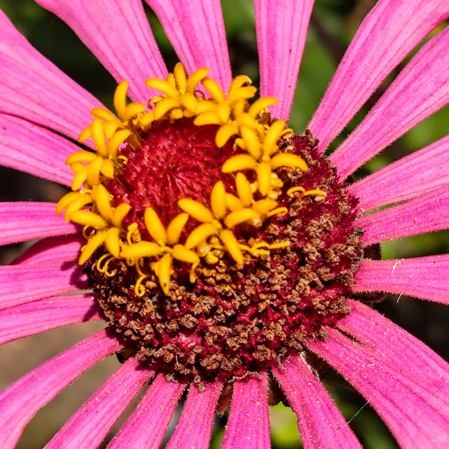 Flor do capitão.