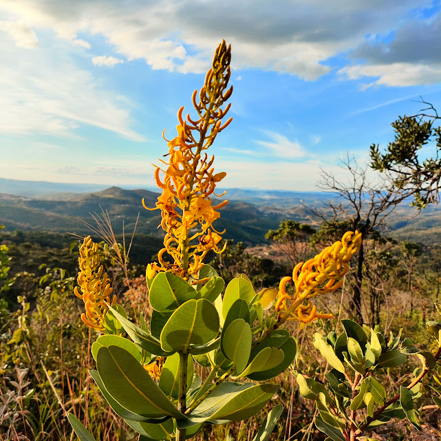 Flores do pau-doce.