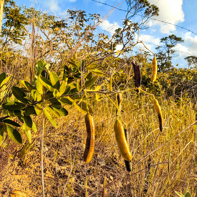 Folhas e frutos da casiruba.