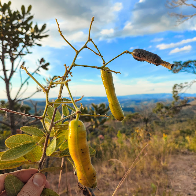 Frutos da casiruba.