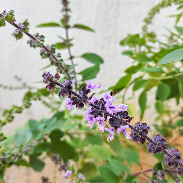 Flores do manjericão-roxo.