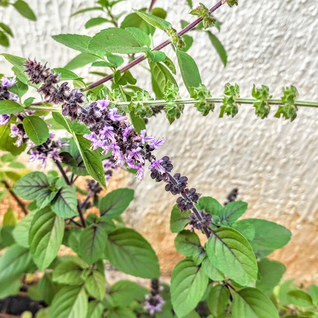 Folhas e inflorescências do manjericão-roxo.