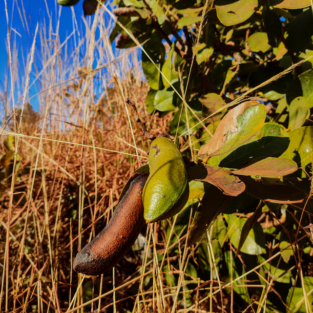 Fruto do jatobazão-do-cerrado.