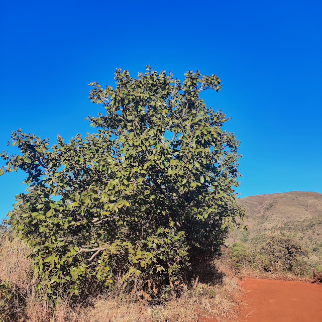 Árvore do jatobazão-do-cerrado.