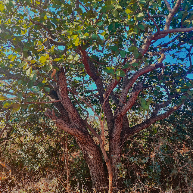 Silhueta do jatobazão-do-cerrado.