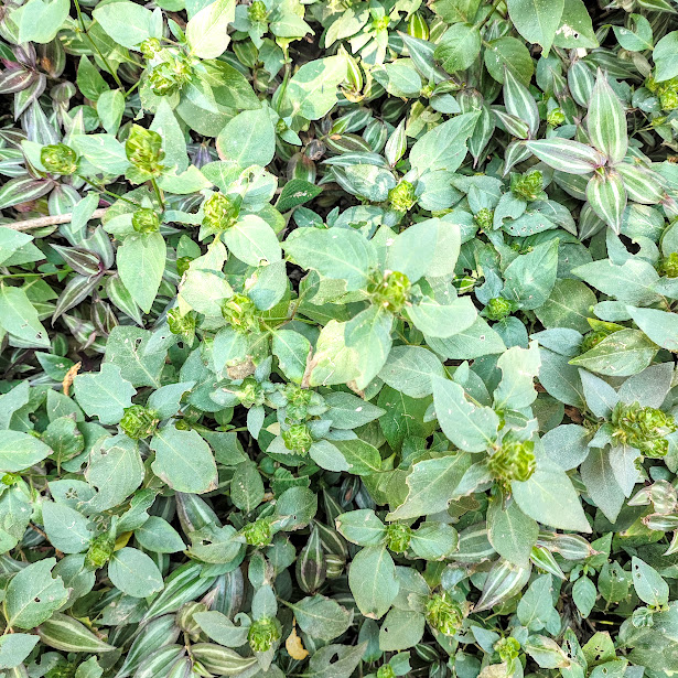 Folhagem da Ruellia blechum.