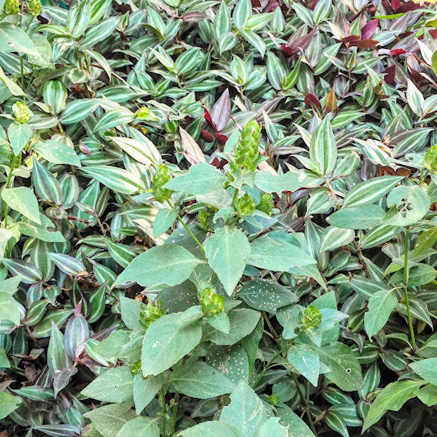 Folhas e inflorescências da Ruellia blechum.