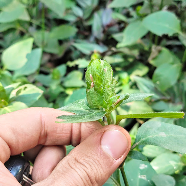 Inflorescência da Ruellia blechum.