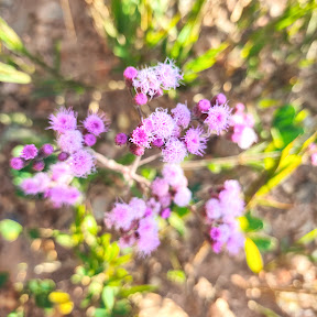 Inflorescências do pincel-de-estudante-rosa.