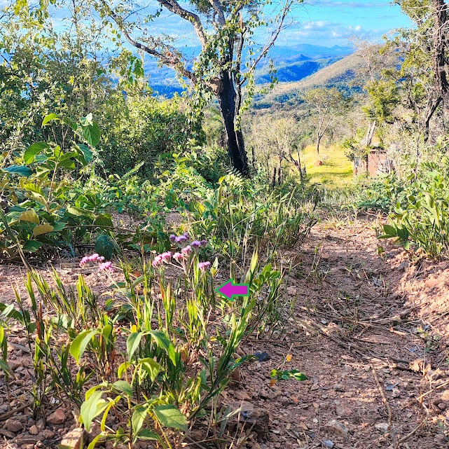 Pincel-de-estudante-rosa em área de savana.