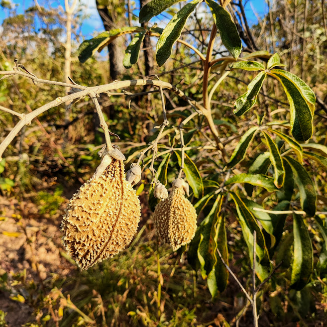 Fruto da bolsa-de-pastor.