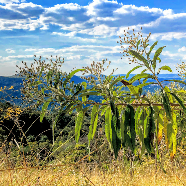 Ramo, folhas e inflorescências do cambará-açu.