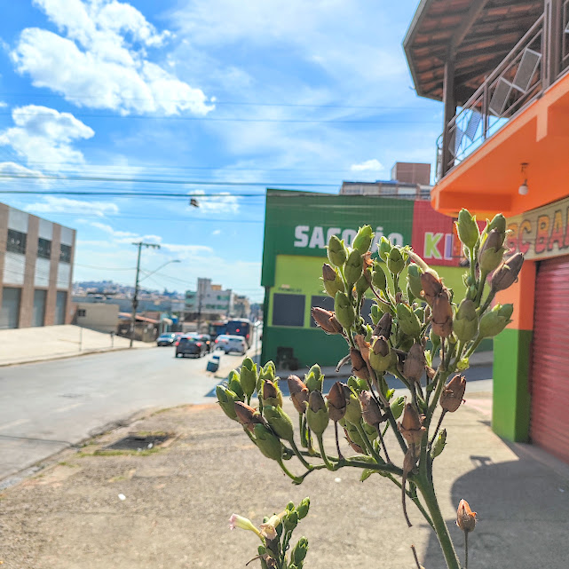 Botões florais e frutos do fumo.