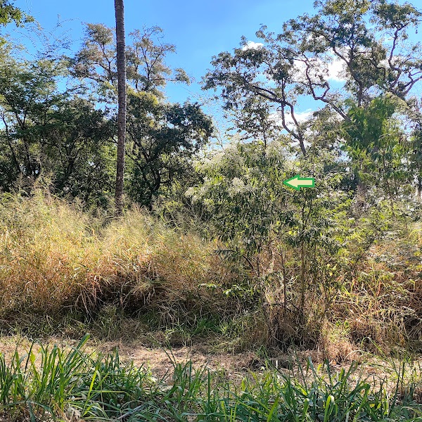 Cambará-açu em borda de floresta.