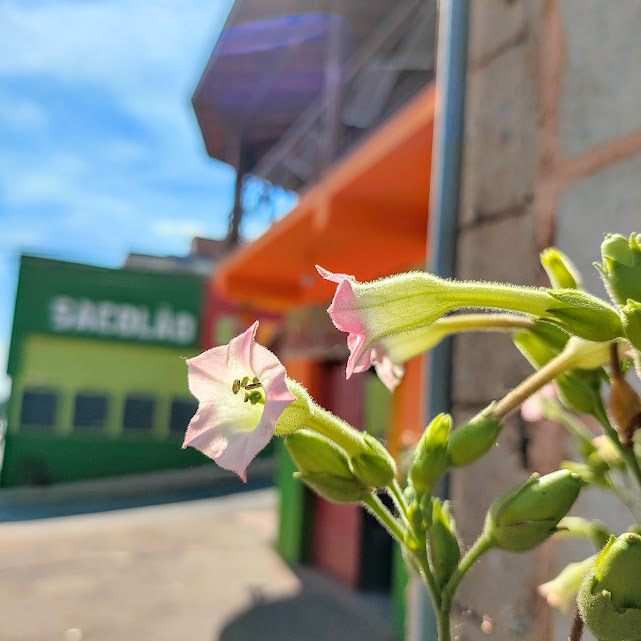 Botões florais e flores do fumo.