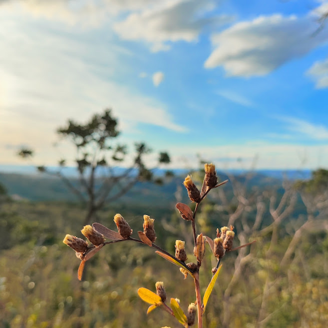 Flores e folhas do capim-alto-da-serra.