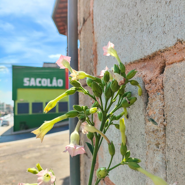 Botões florais e flores do fumo.