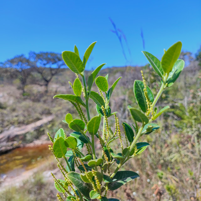 Indivíduo de Sapium obovatum florido.
