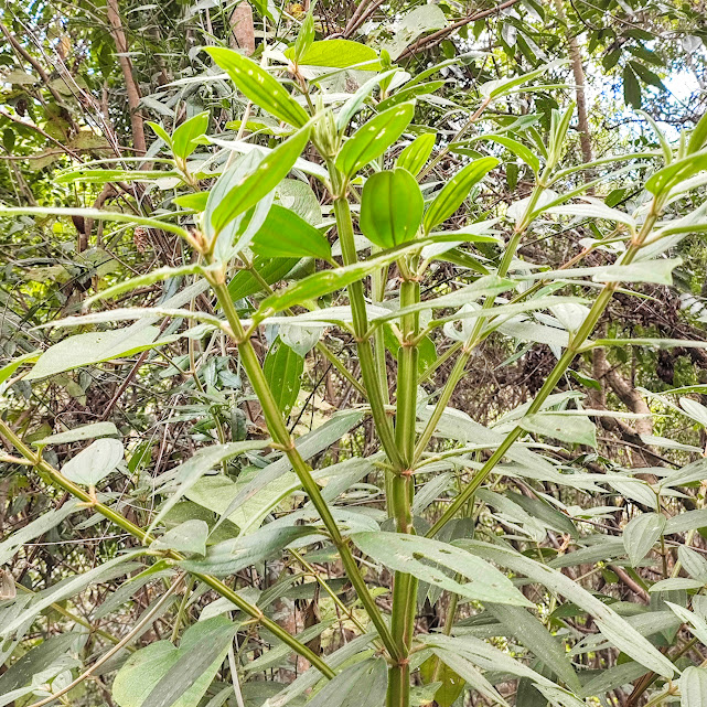 Ramos da quaresmeira-roxa.