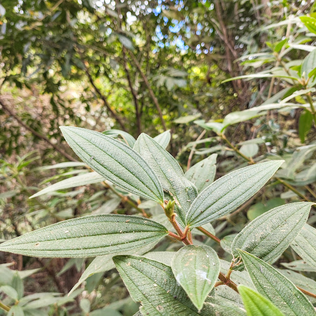 Ramos, folhas e gema apical da quaresmeira-roxa.