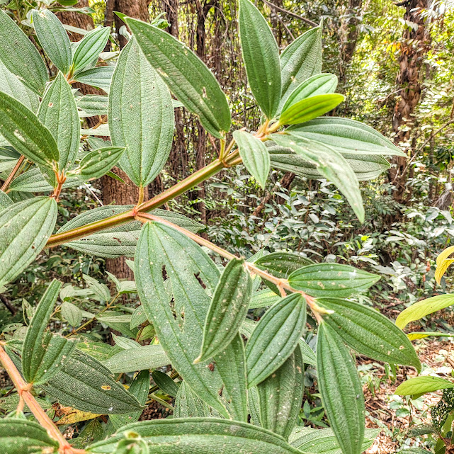 Ramos e folhas da quaresmeira-roxa.