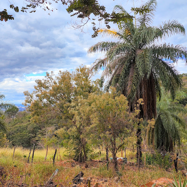 Cambará-açus floridos.