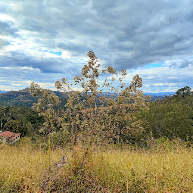 Indivíduo de cambará-açu florido.