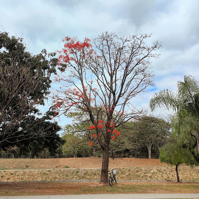 Corticeira-da-serra florida.