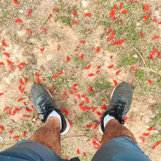 Flores da corticeira-da-serra.