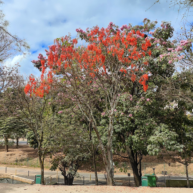 Corticeira-da-serra florida.