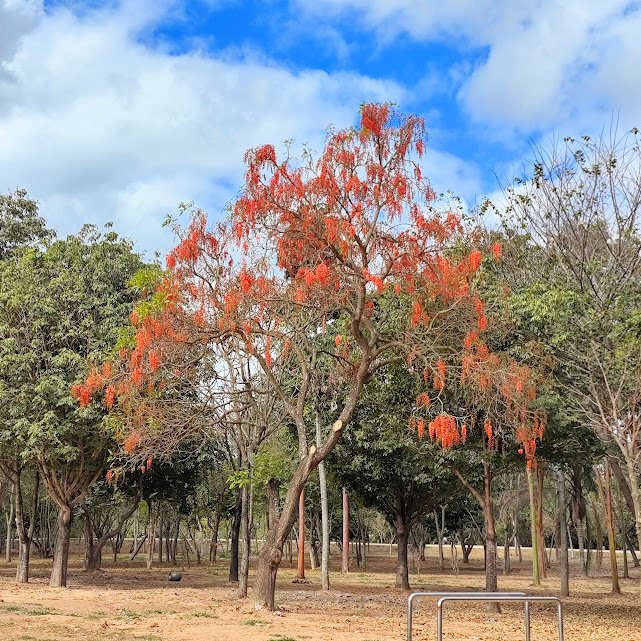 Lindo indivíduo de corticeira-da-serra.