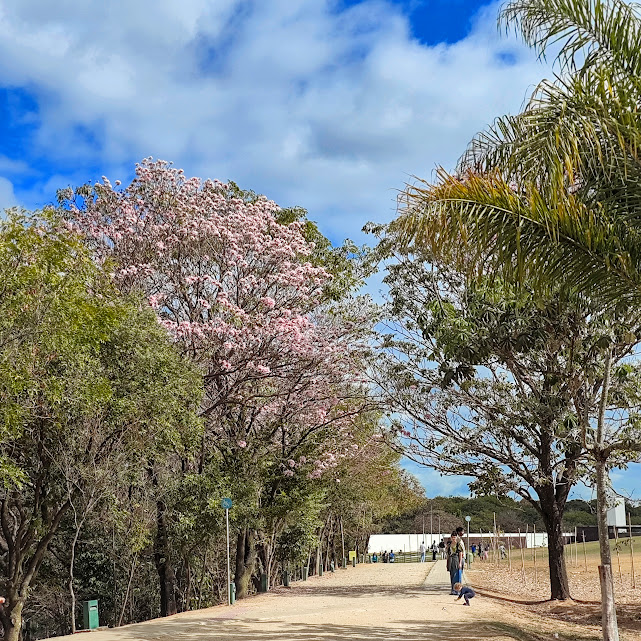 Ipê-bálsamo florido.