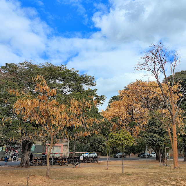 Coração-de-negro durante o inverno.