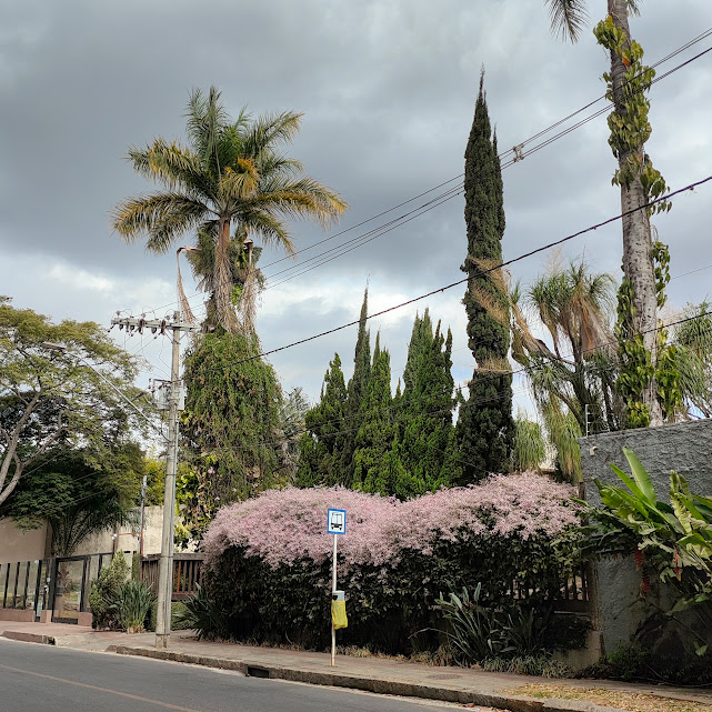 Maciço florido de congeias.