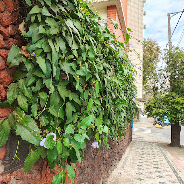 Tumbérgia-azul com poucas flores.