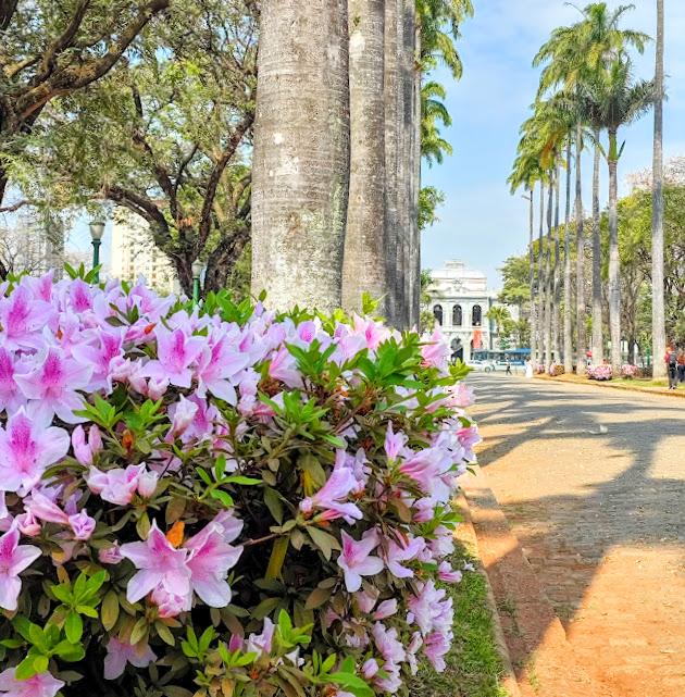 Flores das azaleias.