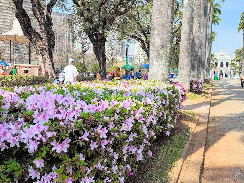 Maciço florido de azaleias.