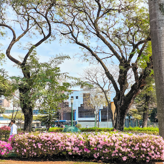 Maciço florido de azaleias.