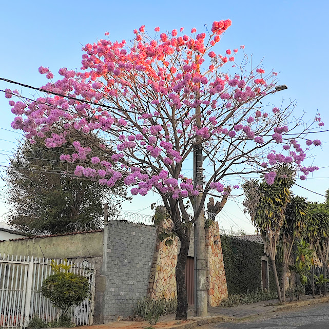 Ipê-roxo-de-bola florido.