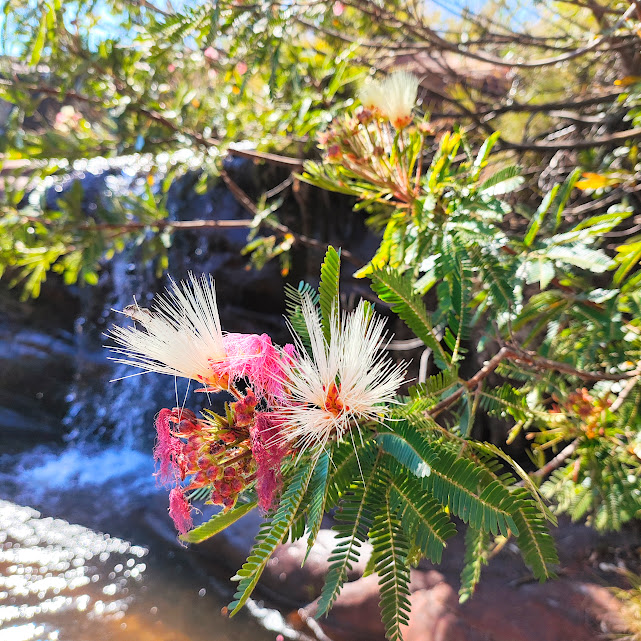 Inflorescências e folhas da esponjinha-rosa.