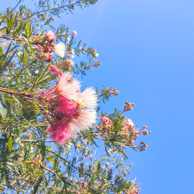 Calliandra sp. - esponjinhas | Biologia da Paisagem