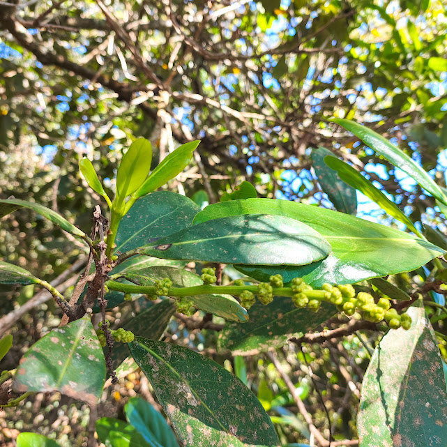 Folhas e inflorescência do pau-de-santa-rita.