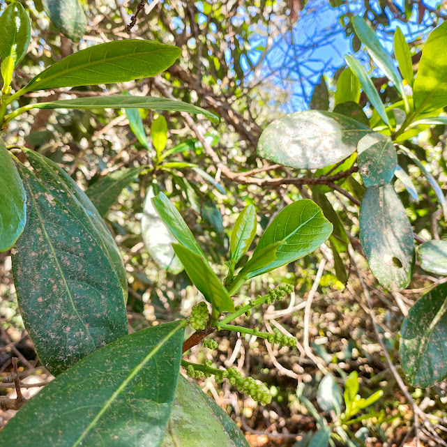 Folhas do pau-de-santa-rita.