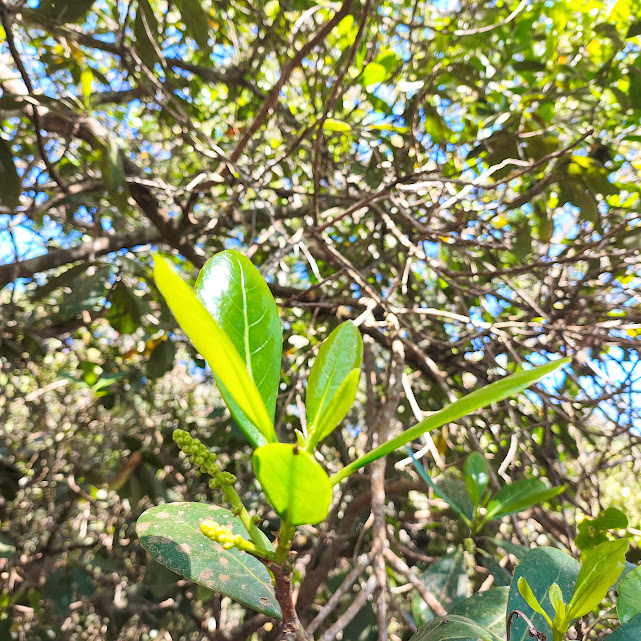 Folhas do pau-de-santa-rita.