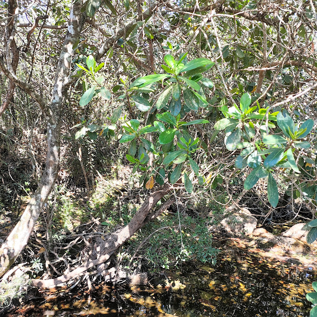 Folhas do pau-de-santa-rita.