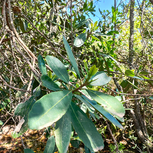 Folhas do pau-de-santa-rita.